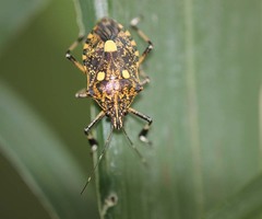 Dalpada oculata
