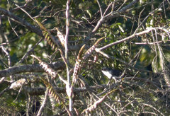 Melanotis hypoleucus