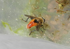 Polydontomyia curvipes
