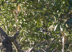 Melanotis hypoleucus