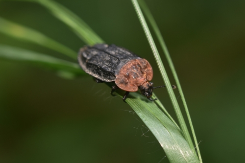Oiceoptoma thoracicum