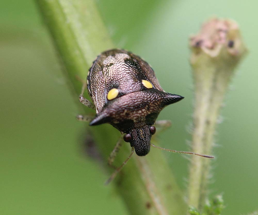Eysarcoris insurgens