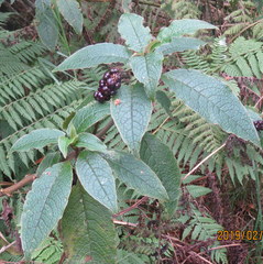 Phytolacca sandwicensis