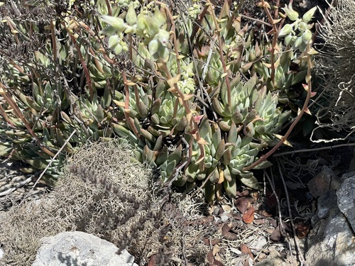 Dudleya albiflora