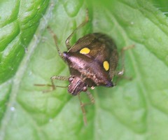 Eysarcoris