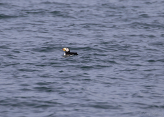 Fratercula corniculata