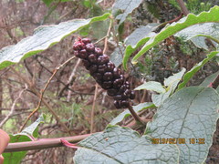 Phytolacca sandwicensis