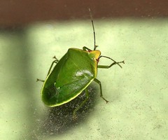 Glaucias subpunctatus