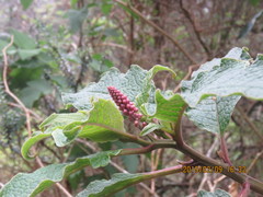 Phytolacca sandwicensis