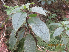 Phytolacca sandwicensis