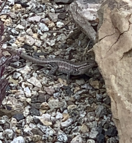 iNaturalist observation photo of Common Sagebrush Lizard