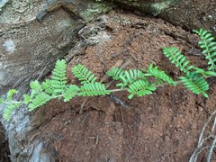 Osteomeles anthyllidifolia