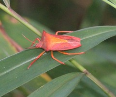 Gonopsis coccinea