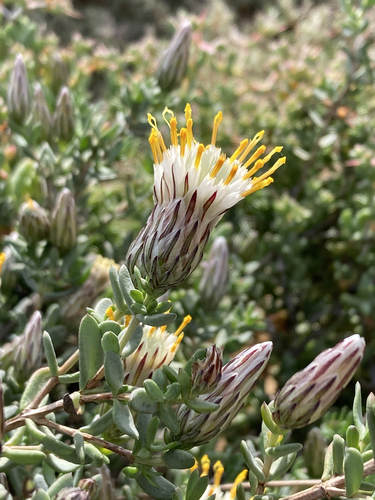 Pteronia oblanceolata