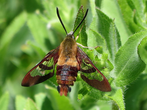 Hummingbird Clearwing, photo 7 of 9