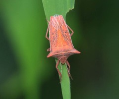 Gonopsis coccinea