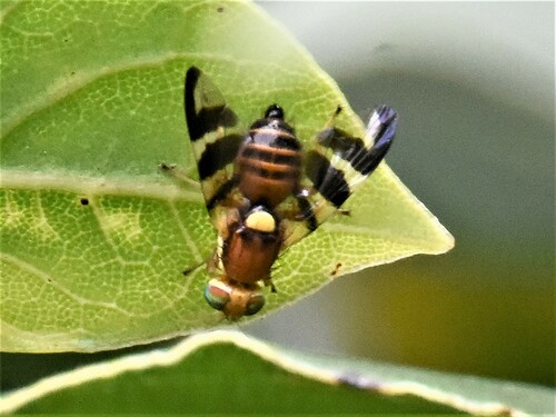 Walnut Husk Fly, Groesbeek, Nederland, photo 9 of 10
