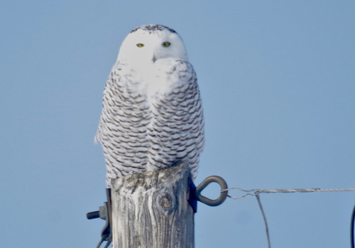 Snowy Owl