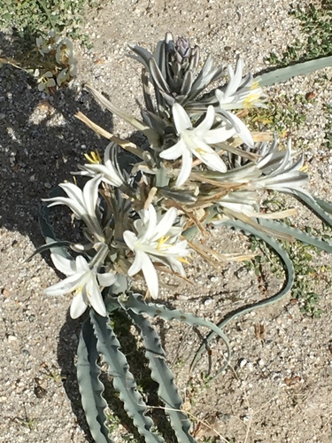hesperocallis undulata
