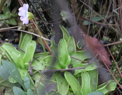 Pinguicula primuliflora