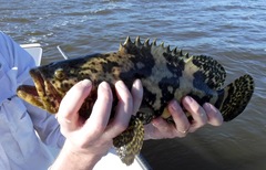 Epinephelus itajara