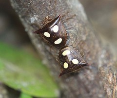 Paracritheus trimaculatus