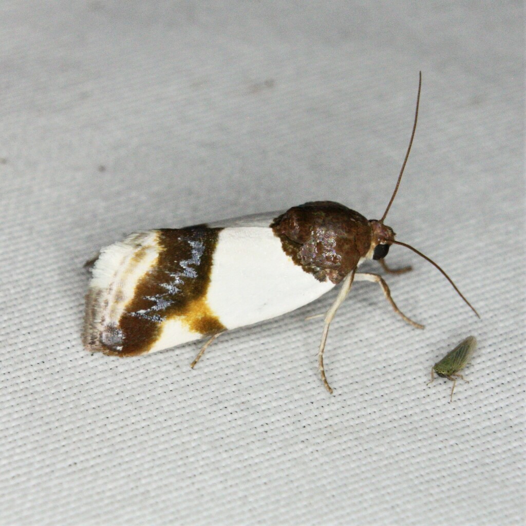 Cream-winged Bird-dropping Moth