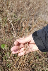 Schizachyrium maritimum