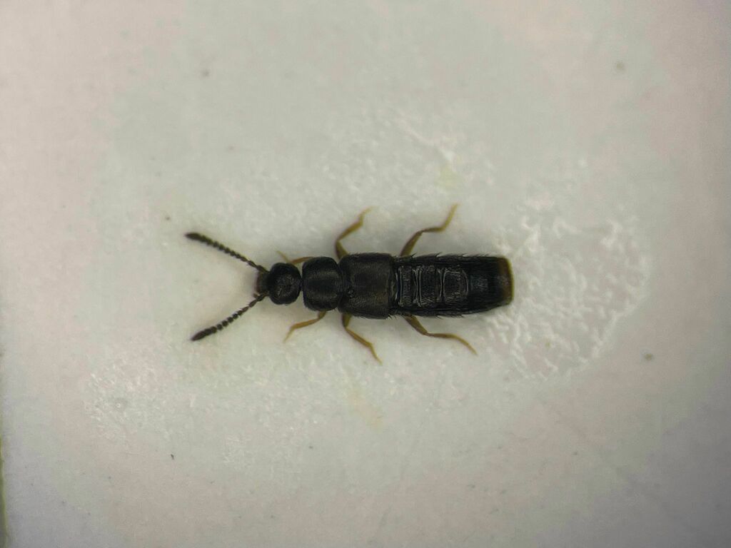 Rove beetle