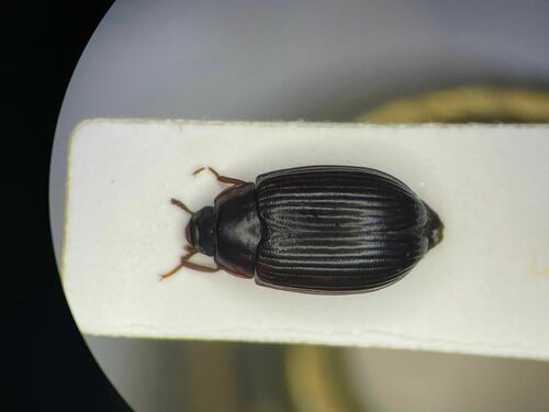 Platydema subcostatum