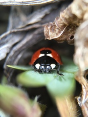 Coccinella septempunctata