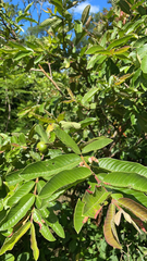 Psidium guajava image