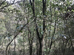 Chiococca pachyphylla