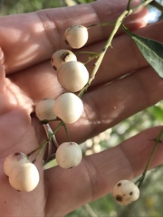 Chiococca pachyphylla