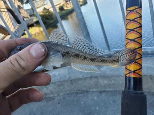 Yellowfin goby (Acanthogobius flavimanus) — Gobiidae — 2