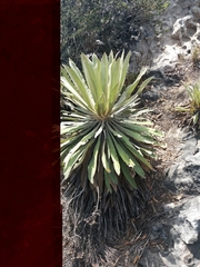 Espeletia corymbosa