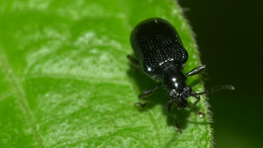 Lema nitidissima from 8W49+RHX, Navghar, Maharashtra 401208, India on ...