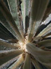 Espeletia corymbosa