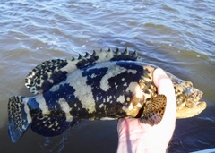 Epinephelus itajara