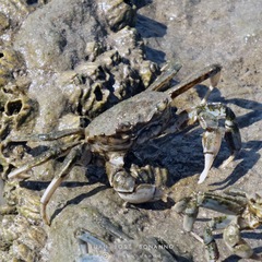 Cyrtograpsus angulatus