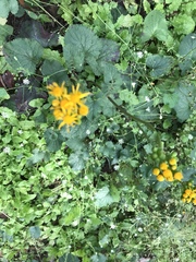 Packera coahuilensis