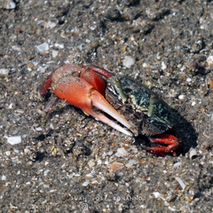 Leptuca uruguayensis