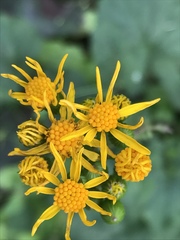 Packera coahuilensis