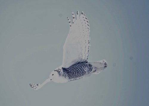 Snowy Owl