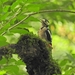 Caspian Great Spotted Woodpecker - Photo (c) Emad Tahaei, some rights reserved (CC BY), uploaded by Emad Tahaei