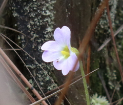 Pinguicula primuliflora