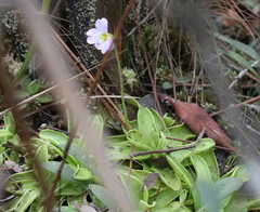 Pinguicula primuliflora