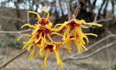 Hamamelis japonica