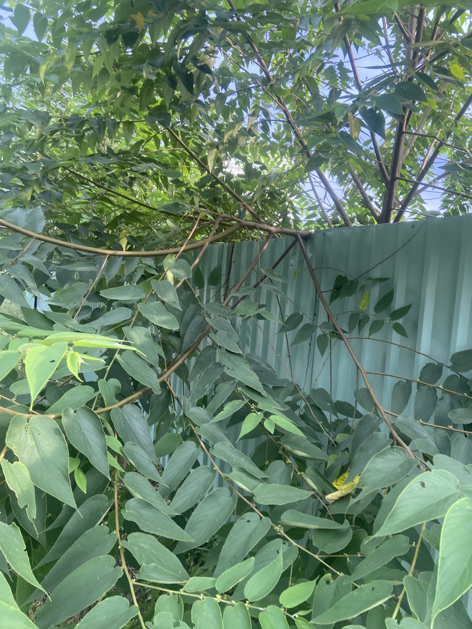 Trema orientale — ảnh 3