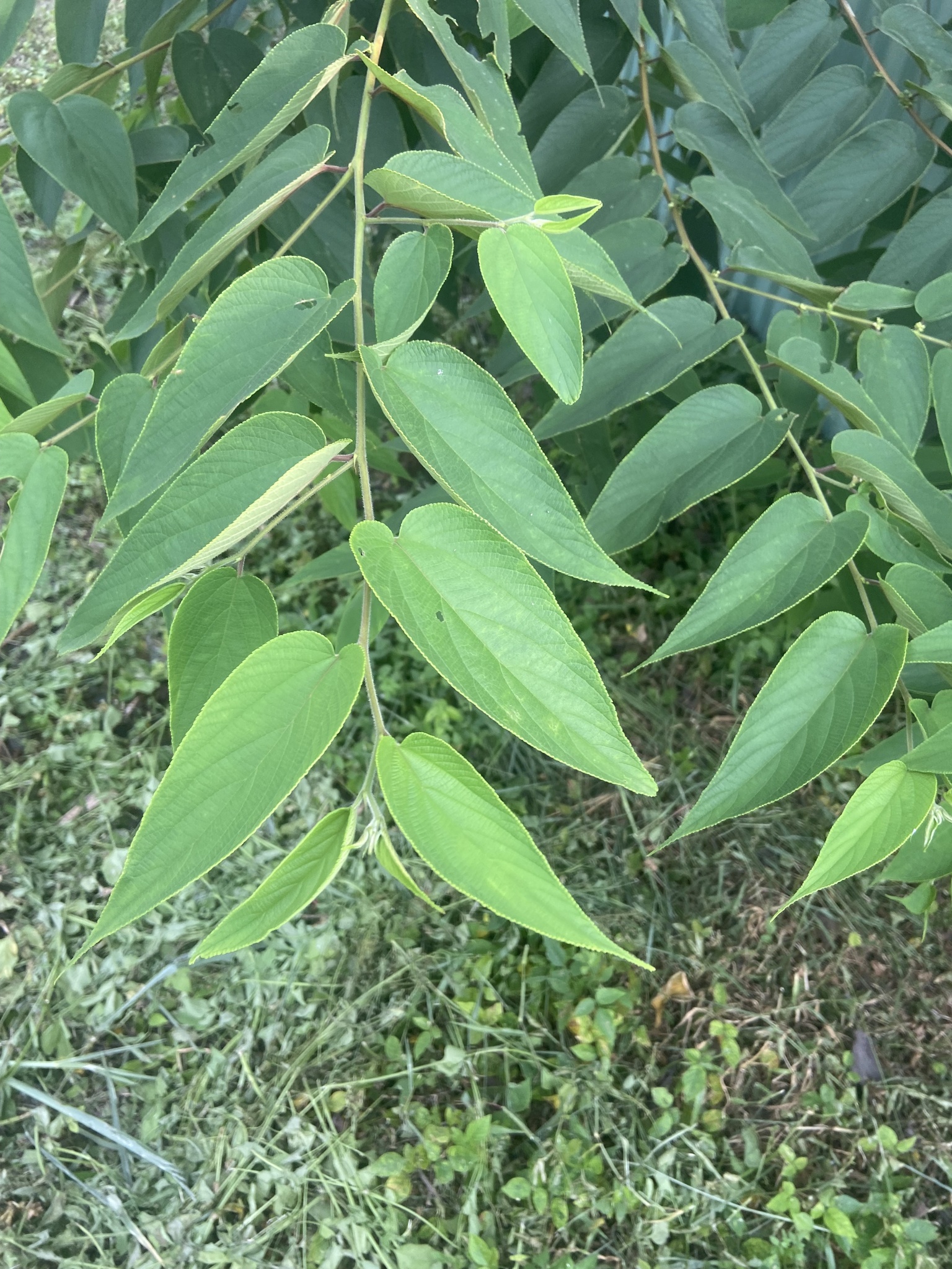 Trema orientale — ảnh 2